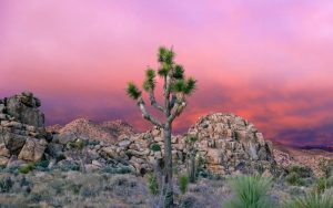 A Complete Guide for First-Time Visitors to Joshua Tree National Park & 29 Palms Hotels
